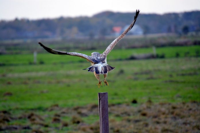 buzzard-952487_1280